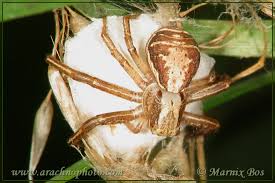 Attēlu rezultāti vaicājumam “Xysticus ulmi adult”