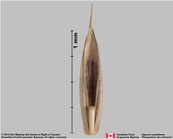 Attēlu rezultāti vaicājumam “Festuca rubra subsp. rubra fruit”