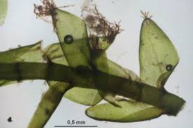 Attēlu rezultāti vaicājumam “Straminergon stramineum”