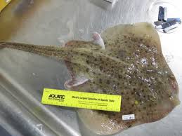 Image result for Leucoraja