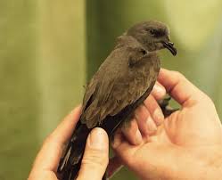 Image result for Oceanodroma monorhis