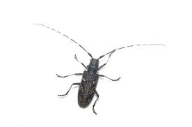 Attēlu rezultāti vaicājumam “Monochamus sutor”