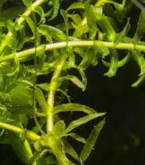 Attēlu rezultāti vaicājumam “Elodea canadensis leaf”