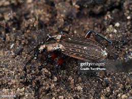 Attēlu rezultāti vaicājumam “Carabus cancellatus”