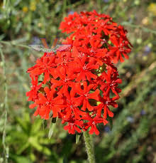 Attēlu rezultāti vaicājumam “Silene chalcedonica flower”