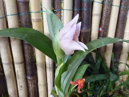 Attēlu rezultāti vaicājumam “Plantago uniflora flower”