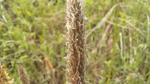 Attēlu rezultāti vaicājumam “Alopecurus pratensis fruit”