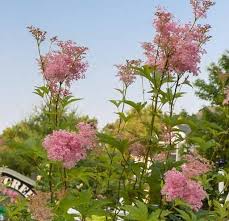 Attēlu rezultāti vaicājumam “Zygaena filipendulae exuvia”