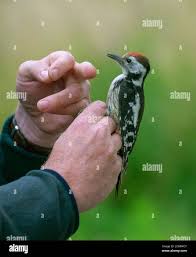 Attēlu rezultāti vaicājumam “Dendrocopos medius”