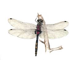 Attēlu rezultāti vaicājumam “Leucorrhinia dubia male”