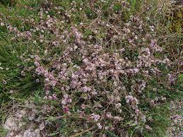 Attēlu rezultāti vaicājumam “Cuscuta epithymum subsp. trifolii flower”