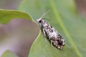 Attēlu rezultāti vaicājumam “Ancylis laetana”