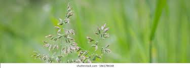 Attēlu rezultāti vaicājumam “Poa trivialis flower”