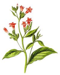 Attēlu rezultāti vaicājumam “Nicotiana tabacum flower”