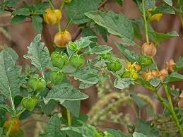 Attēlu rezultāti vaicājumam “Nicandra physalodes fruit”