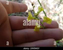 Attēlu rezultāti vaicājumam “Linaria loeselii leaf”