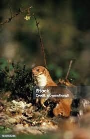 Attēlu rezultāti vaicājumam “Mustela nivalis adult”