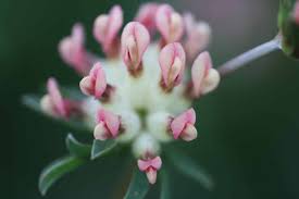 Attēlu rezultāti vaicājumam “Anthyllis vulneraria flower”