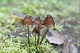 Attēlu rezultāti vaicājumam “Mycena stipata”