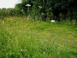 Attēlu rezultāti vaicājumam “Torilis japonica leaf”