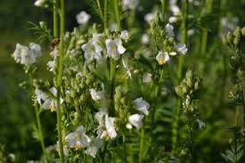 Image result for Polemonium coeruleum album