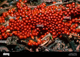 Attēlu rezultāti vaicājumam “Leocarpus fragilis”