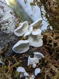 Attēlu rezultāti vaicājumam “Plicatura nivea”