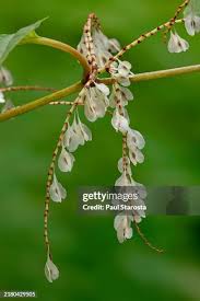 Attēlu rezultāti vaicājumam “Reynoutria japonica flower”