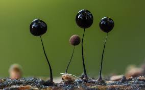 Attēlu rezultāti vaicājumam “Comatricha alta stalked”