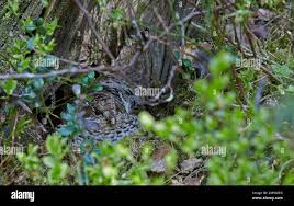 Attēlu rezultāti vaicājumam “Bonasa bonasia eggs”