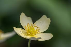 Attēlu rezultāti vaicājumam “Anemone x lipsiensis”