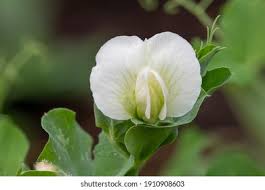 Attēlu rezultāti vaicājumam “Pisum sativum flower”