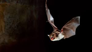 Attēlu rezultāti vaicājumam “Myotis daubentonii”