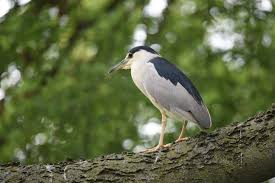 Image result for Nycticorax nycticorax