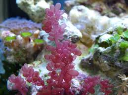 Attēlu rezultāti vaicājumam “Lycogala botrydium macro”