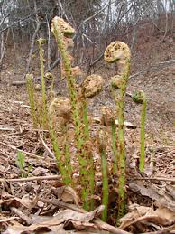 Attēlu rezultāti vaicājumam “Dryopteris expansa”