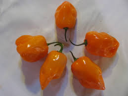 Afbeeldingsresultaat voor orange habanero hot pepper