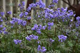 Attēlu rezultāti vaicājumam “Polemonium caeruleum”