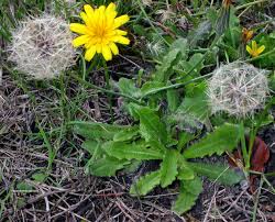 Attēlu rezultāti vaicājumam “Hypochaeris radicata”