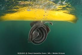 Image result for Poroderma africanum