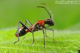 Attēlu rezultāti vaicājumam “Comatricha alta stalked”