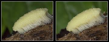 Attēlu rezultāti vaicājumam “Stemonitis flavogenita macro”