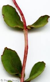 Attēlu rezultāti vaicājumam “Hylotelephium maximum leaf”