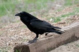 Attēlu rezultāti vaicājumam “Corvus corax adult”