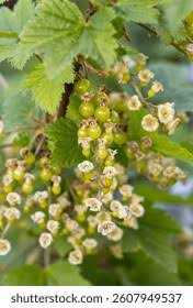 Attēlu rezultāti vaicājumam “Ribes rubrum flower”