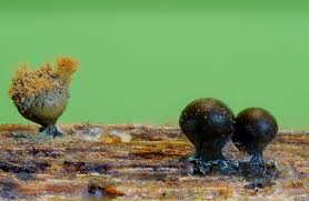 Attēlu rezultāti vaicājumam “Hemitrichia decipiens stalked”