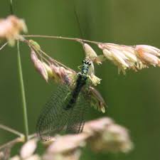 Attēlu rezultāti vaicājumam “Chrysopa”
