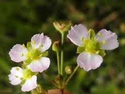Attēlu rezultāti vaicājumam “Alisma plantago-aquatica fruit”