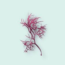 Attēlu rezultāti vaicājumam “Furcellaria lumbricalis”