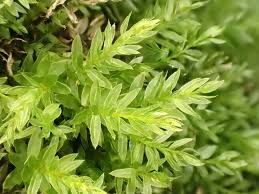 Attēlu rezultāti vaicājumam “Mnium hornum sporophyte”